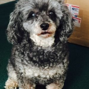 Meet your Posher, Jerry